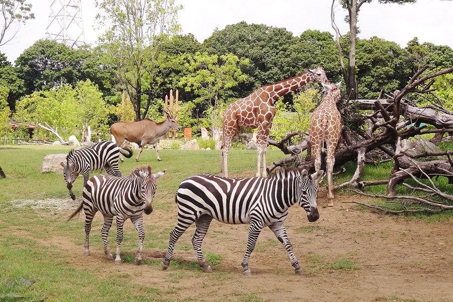 よこはま動物園 ズーラシア