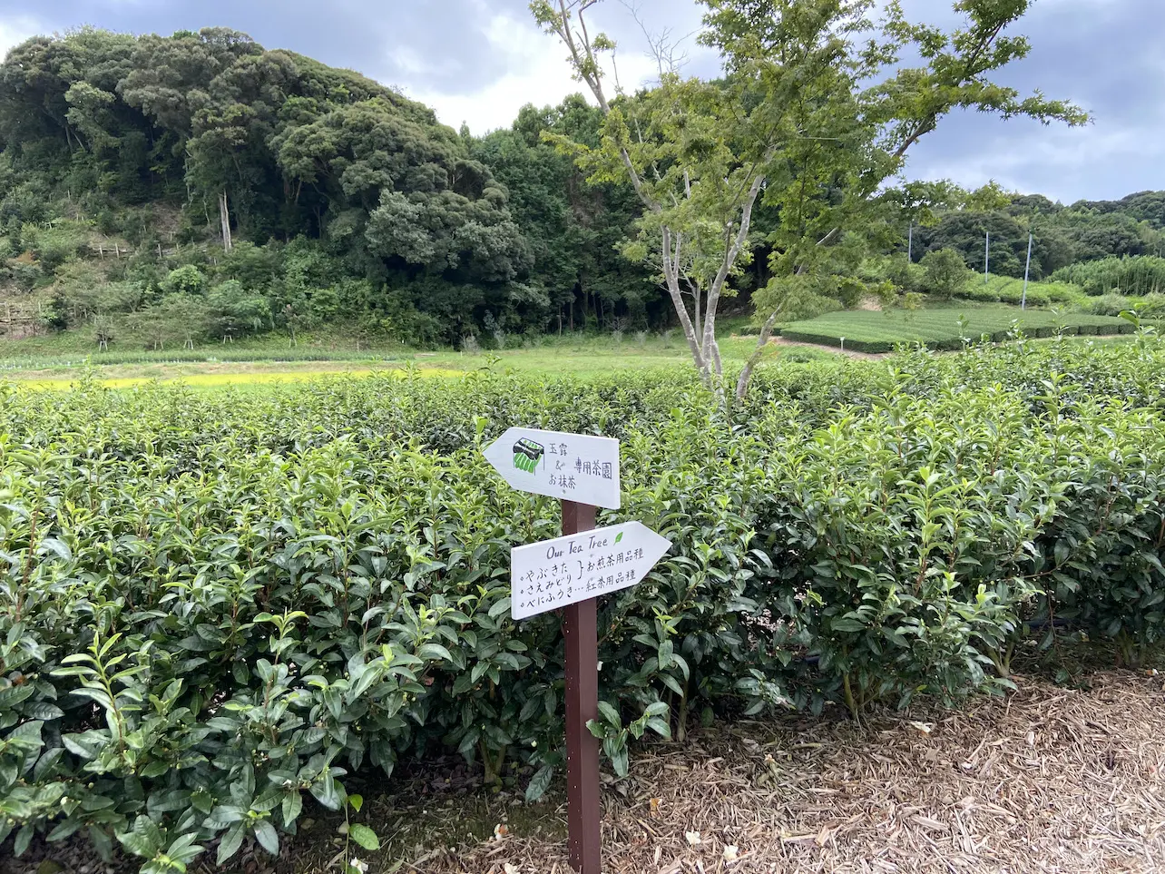 茶園の四季を楽しむ。掛川茶の老舗が営むショップ＆カフェ「茶の庭