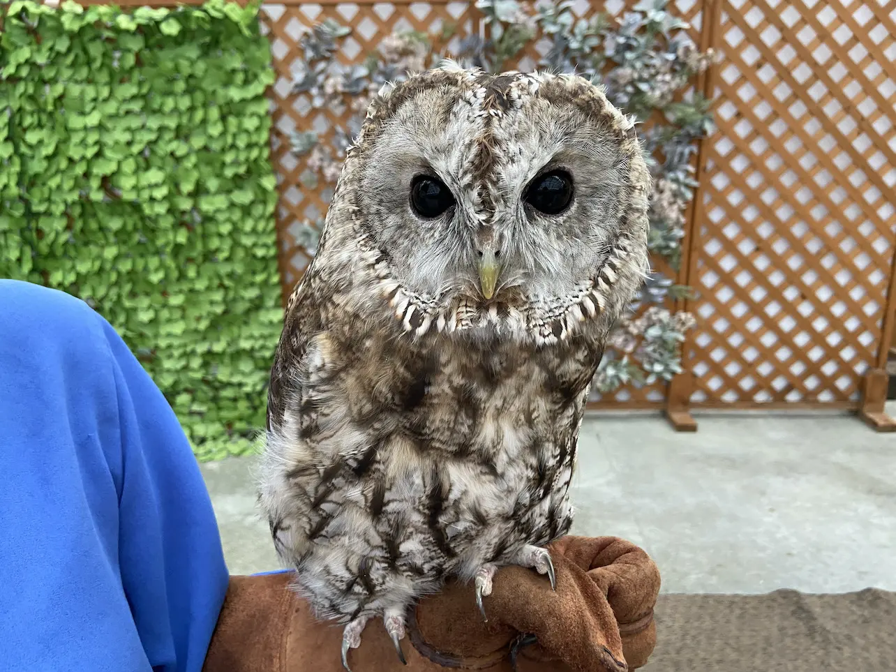 花と鳥 富士花鳥園 | 花と鳥の別天地
