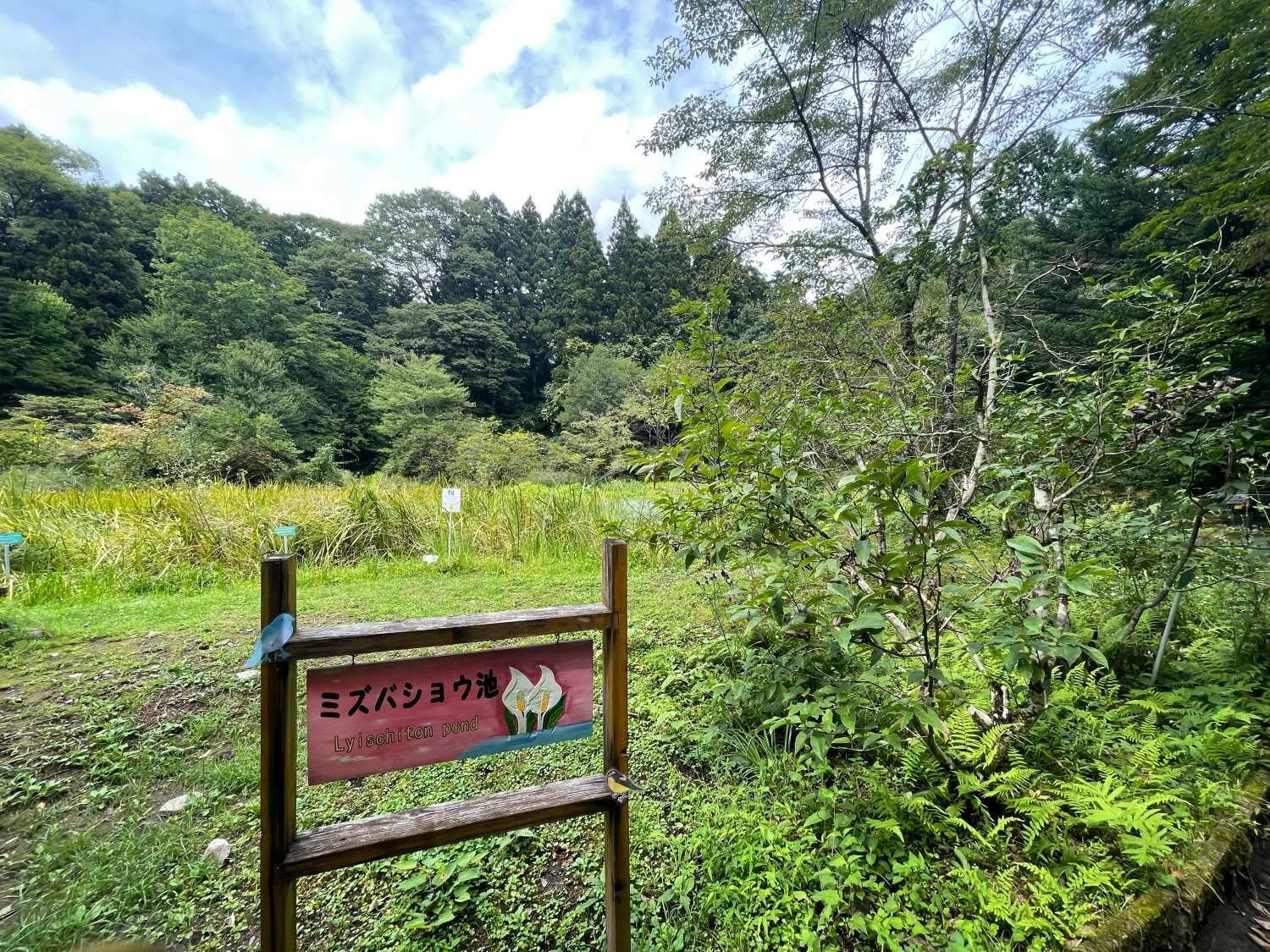 水芭蕉の池