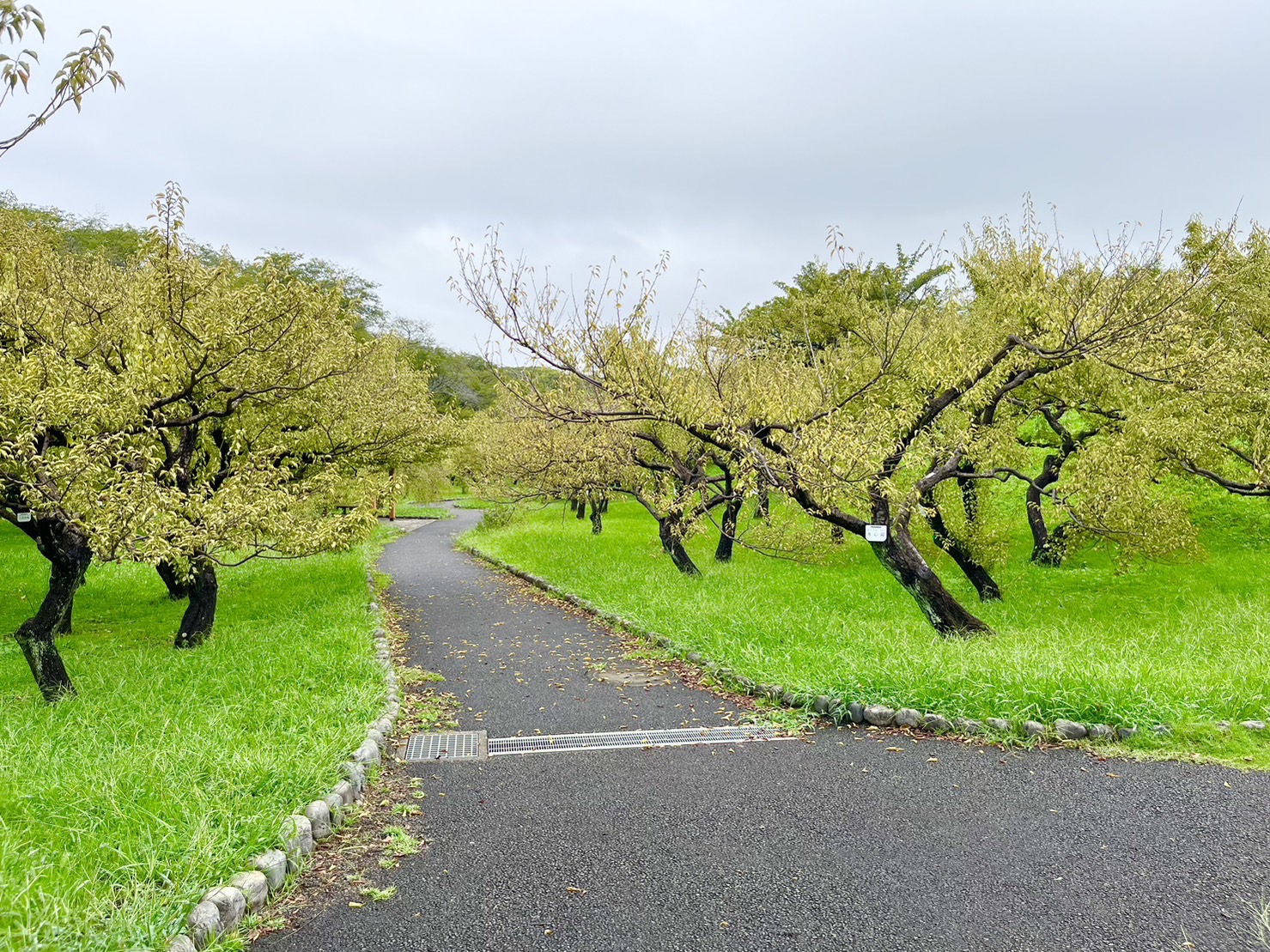 根岸森林公園の梅林