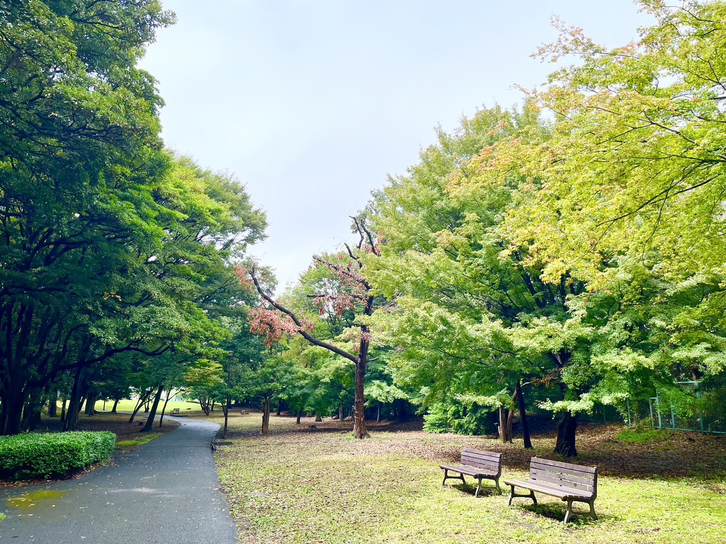 根岸森林公園内のかえでの木
