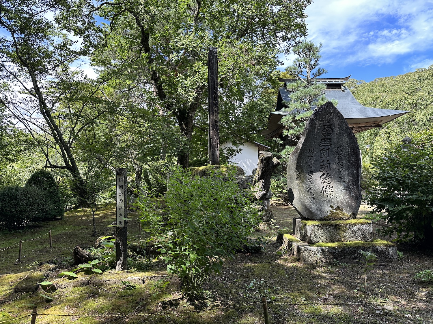 真楽寺逆さ梅