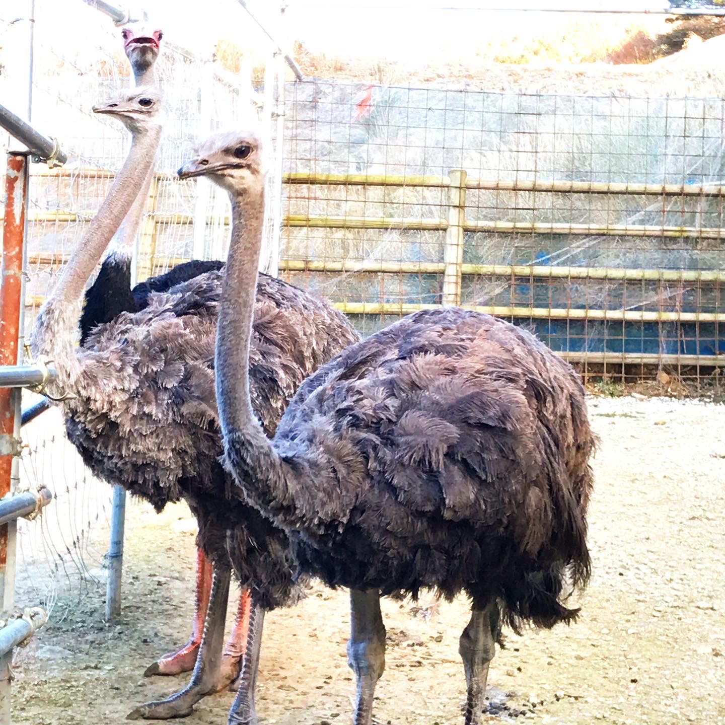 わさびダチョウ