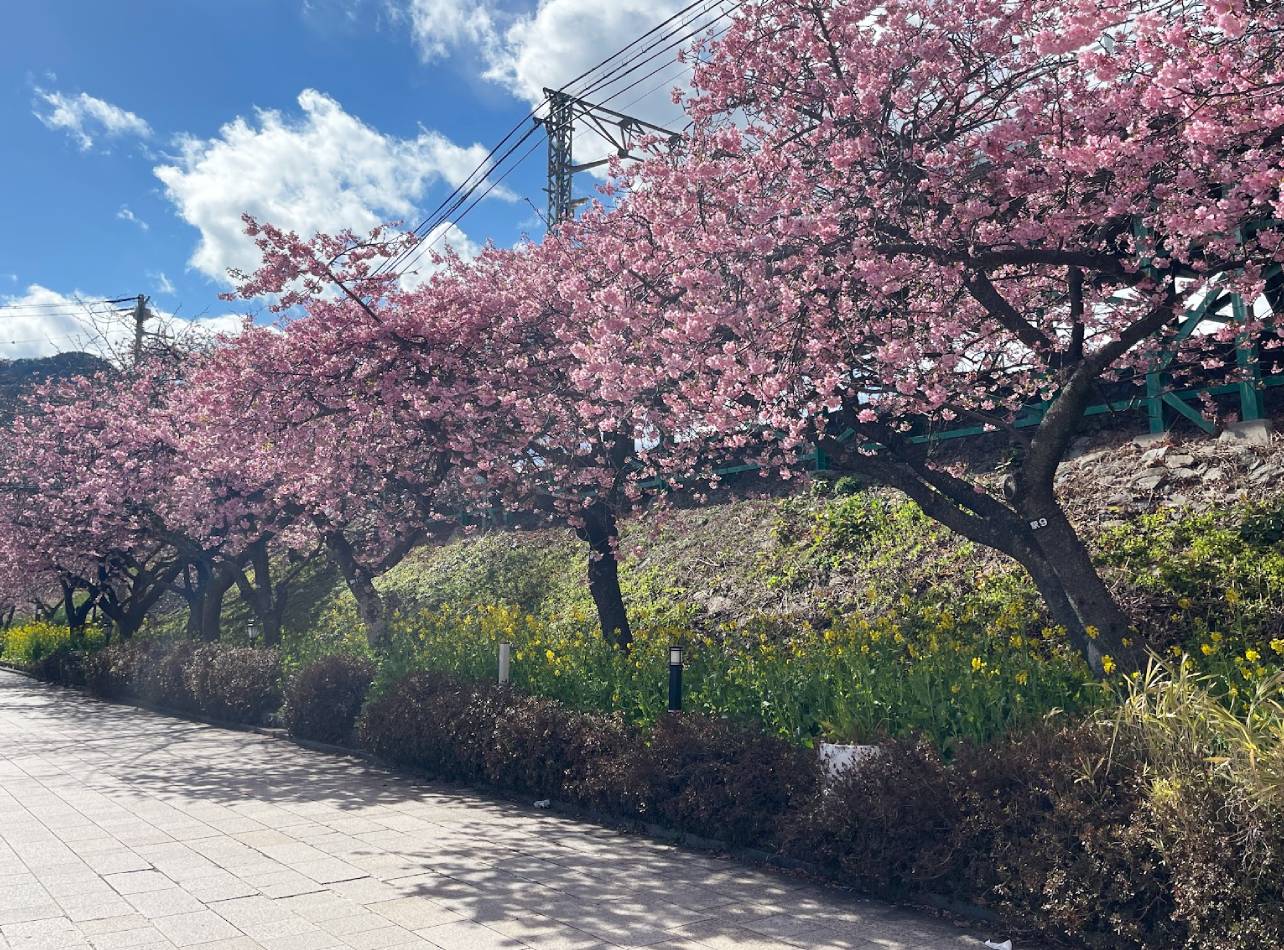 河津桜まつり