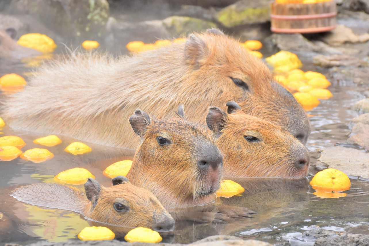 カピバラの露天風呂