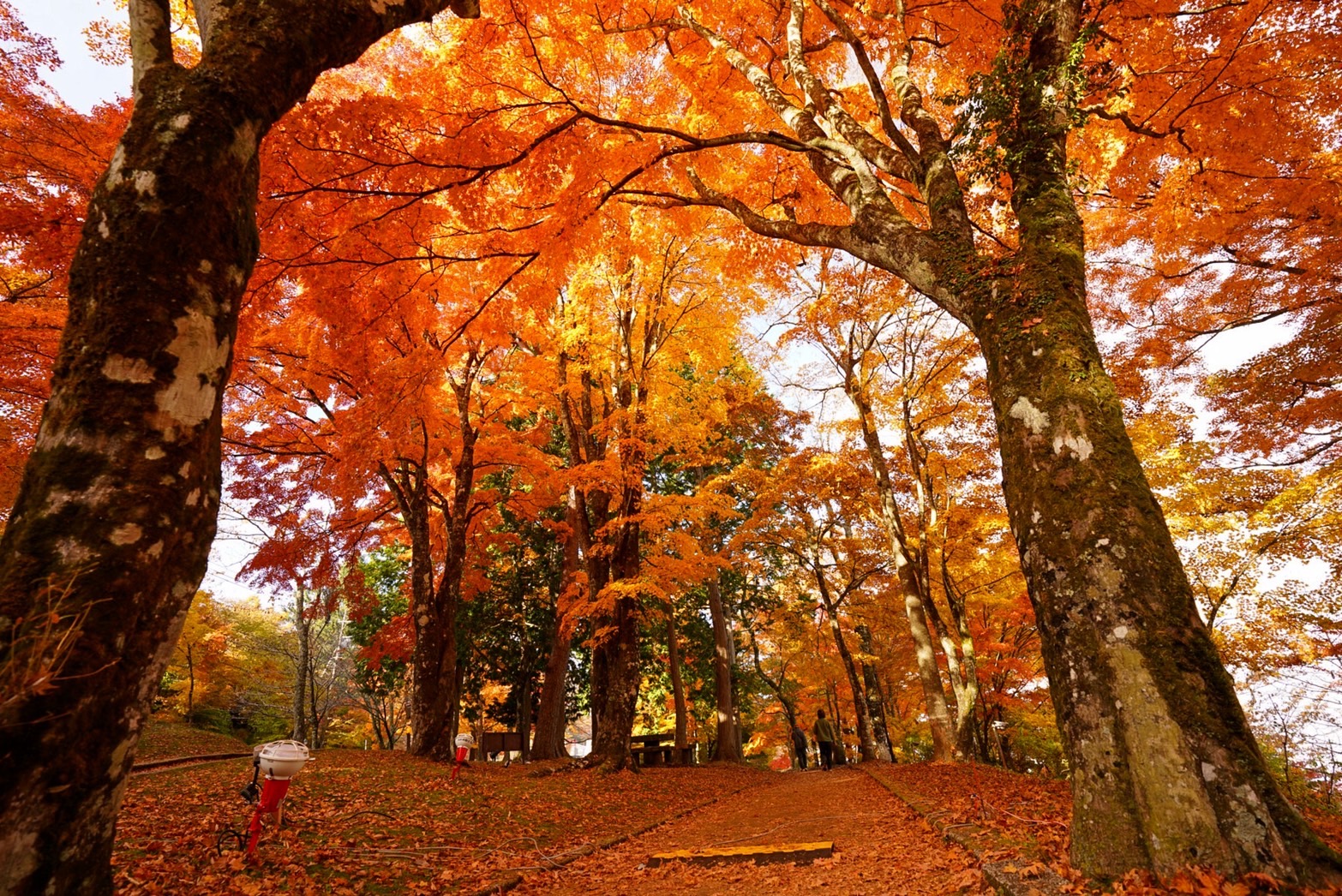 夕焼けの渚 紅葉まつり