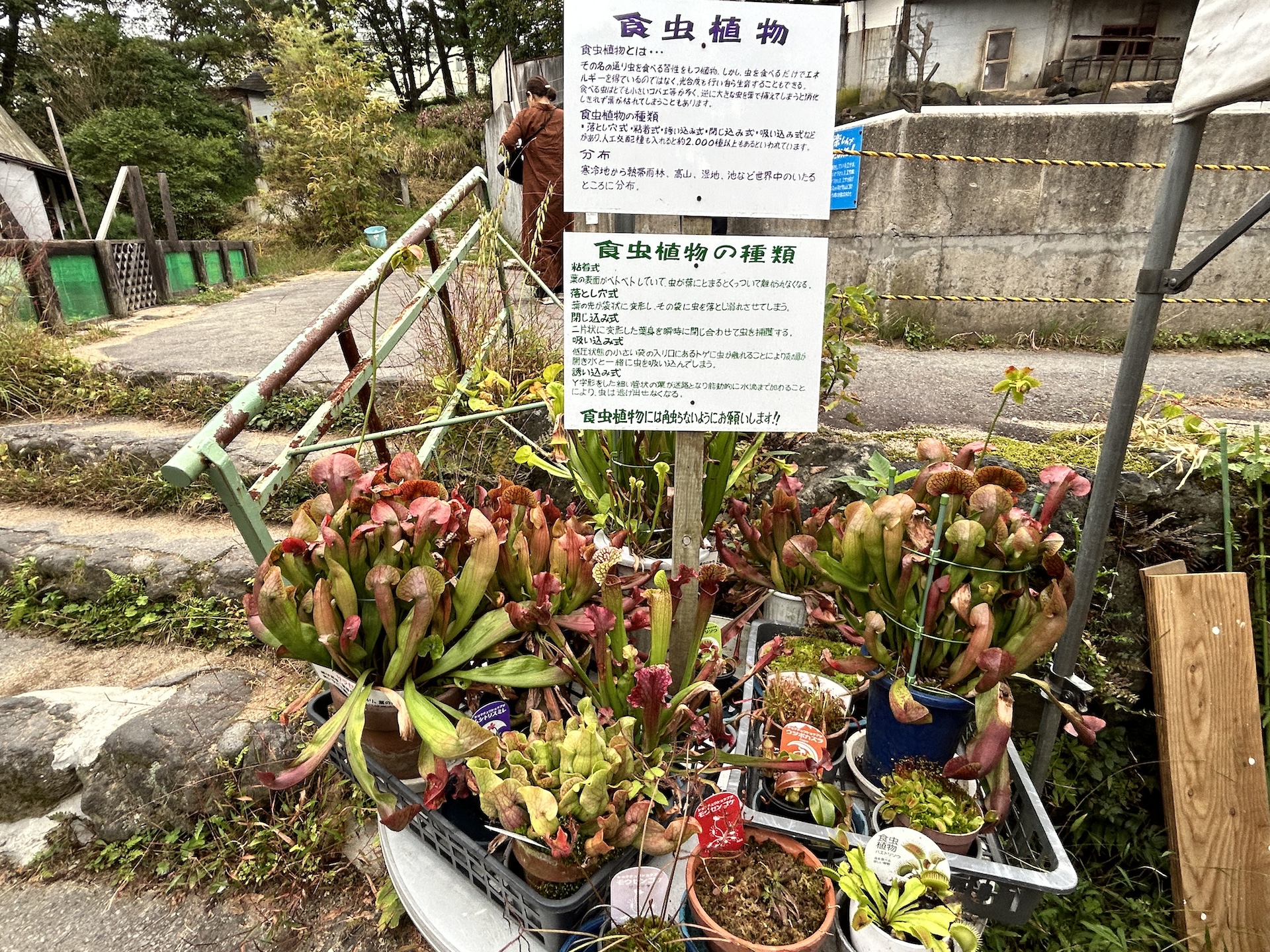 食虫植物
