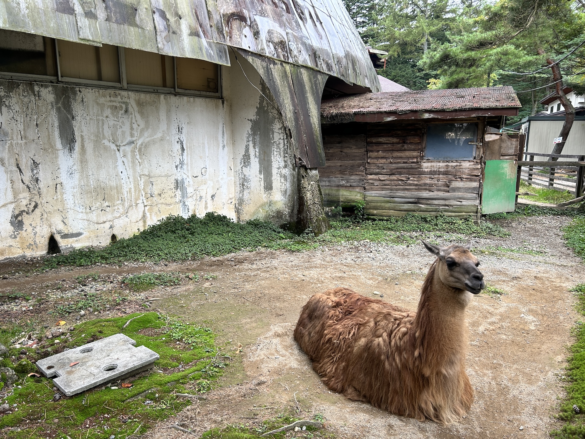 大人しいラマ