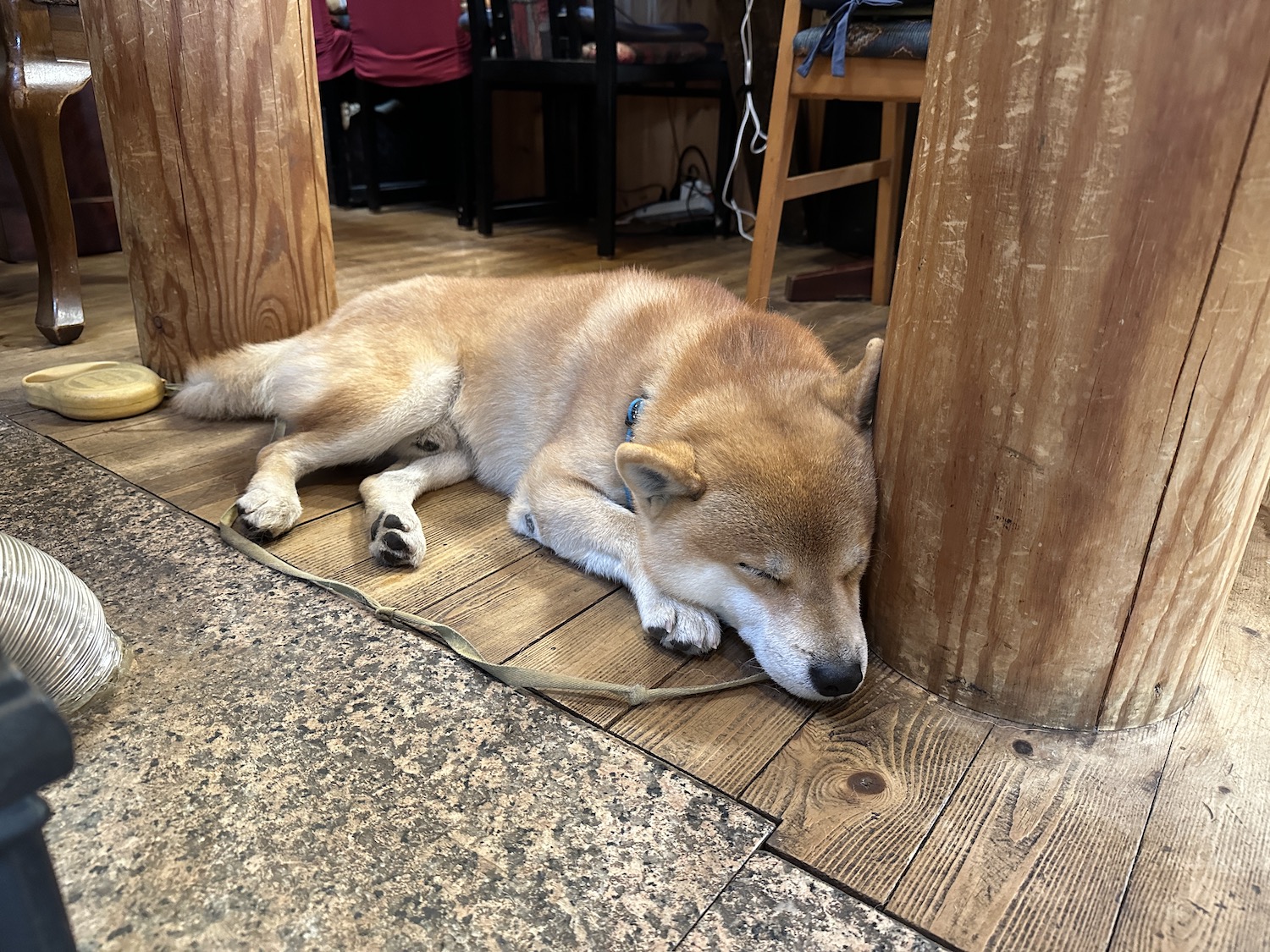 NORO看板犬