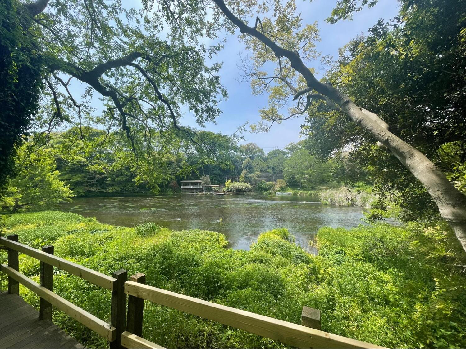 柿田川公園