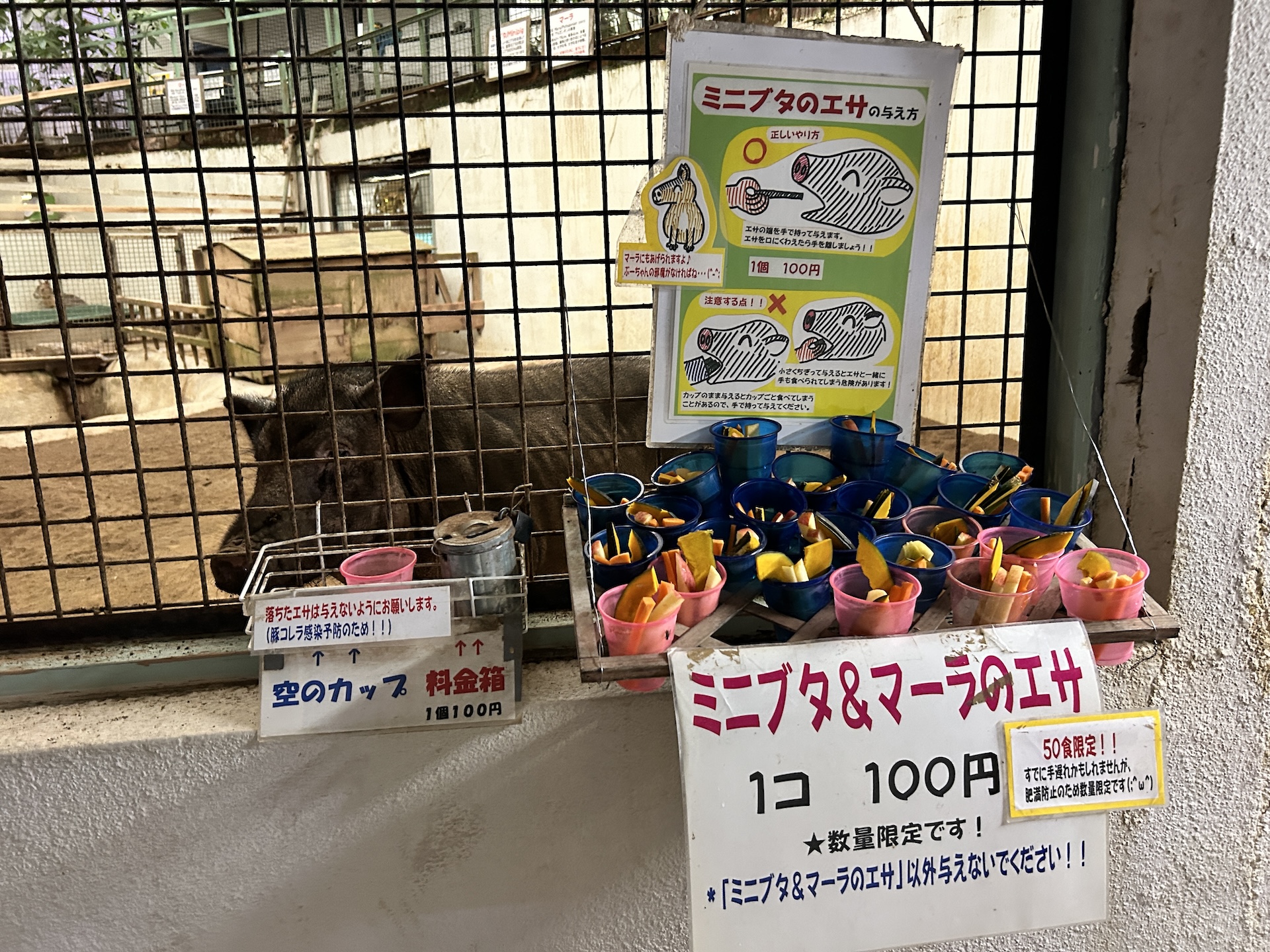 餌やり体験もできる