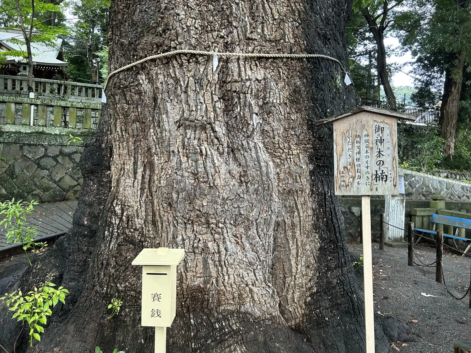 源頼朝の戦勝祈願した樹齢850年の御神木！湯河原のパワースポット