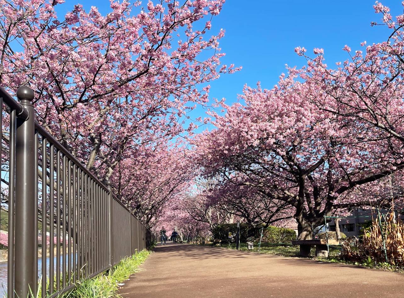 河津桜まつり2