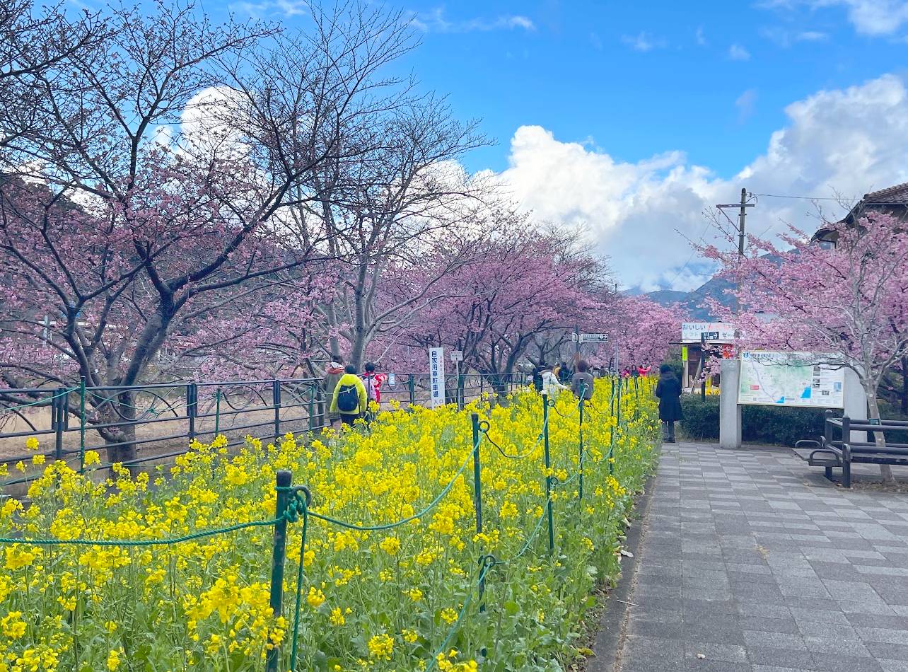 菜の花ロード