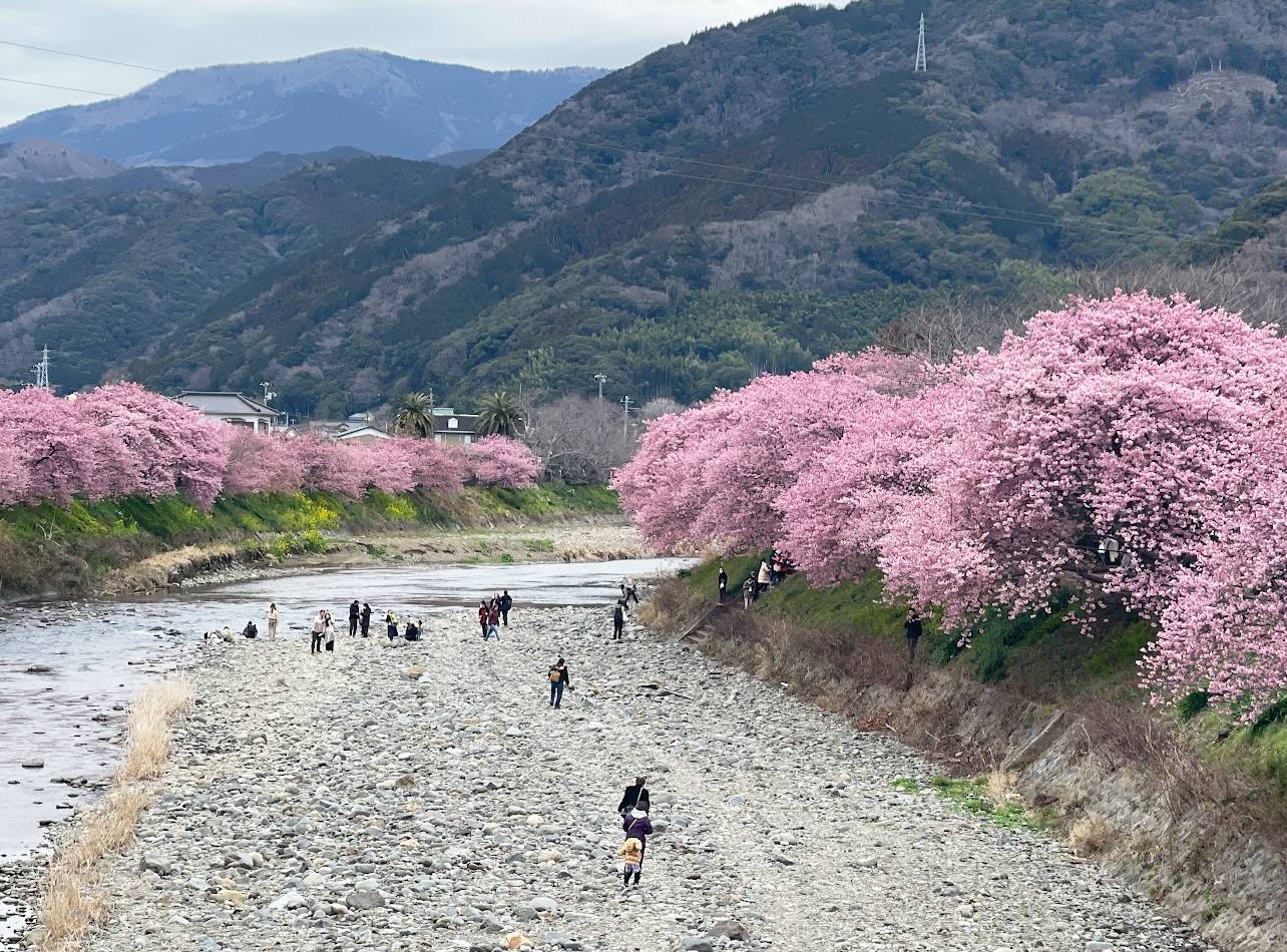 来宮橋からの河津桜
