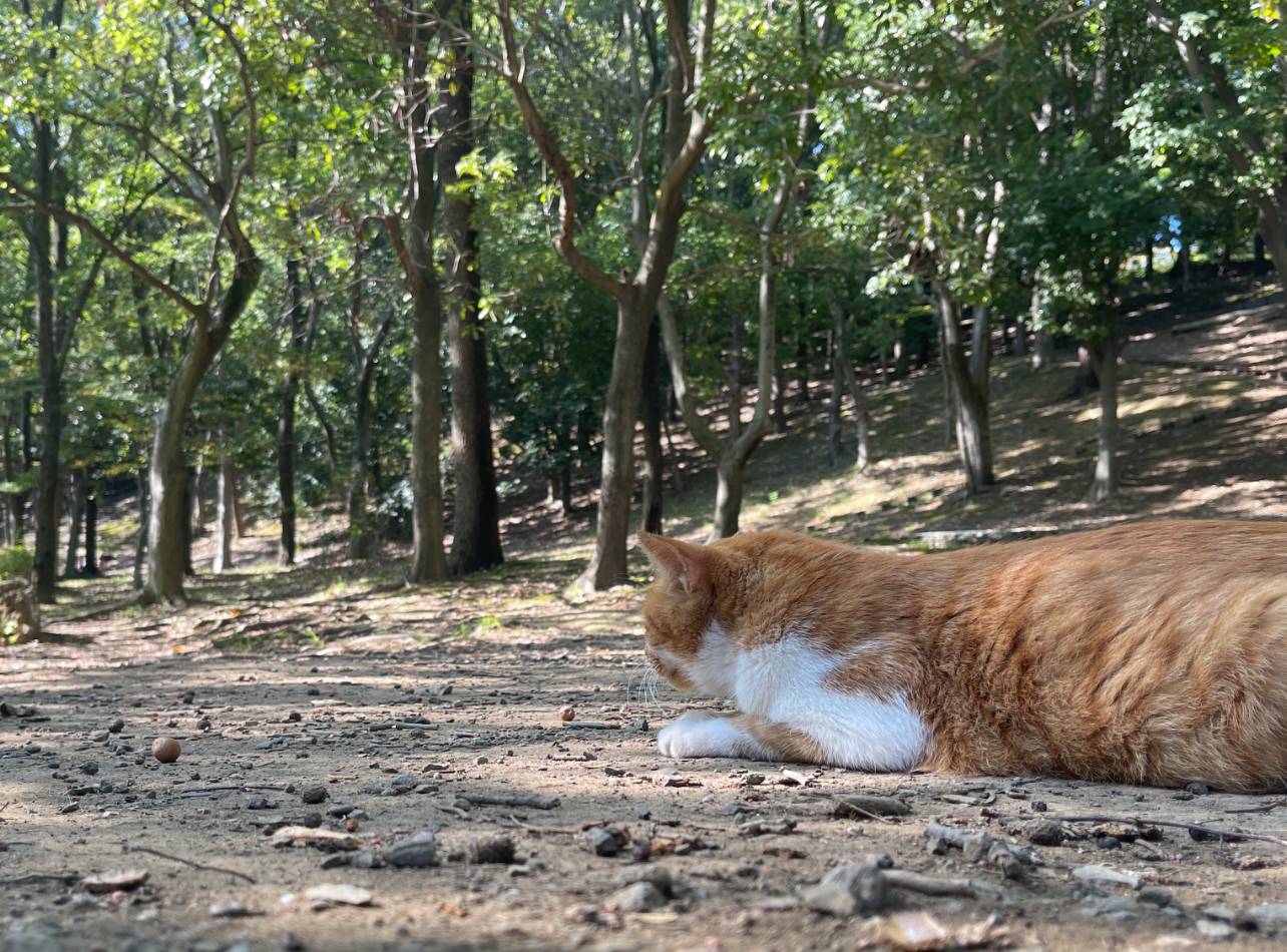 都筑緑道徳生公園の猫