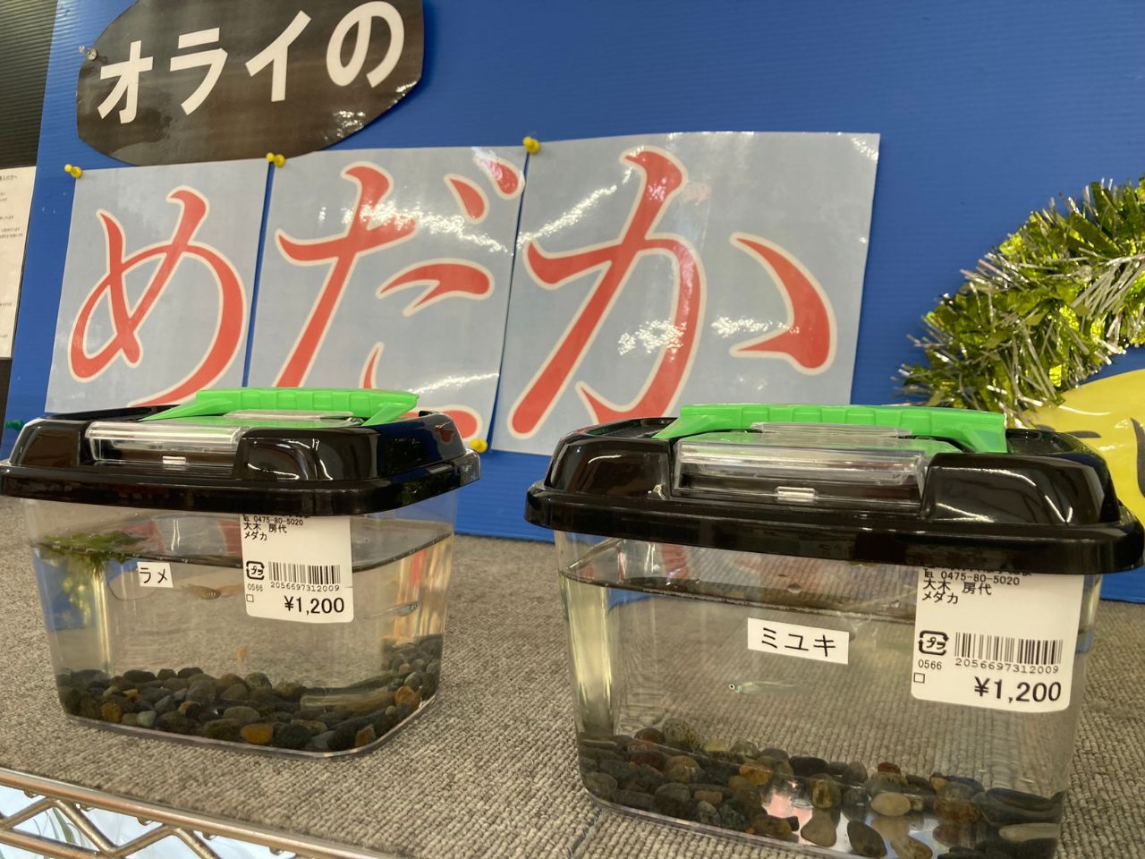 珍しいめだかの販売