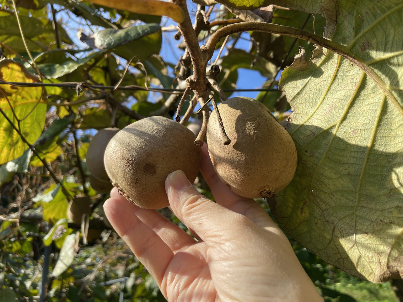kiwi4-4