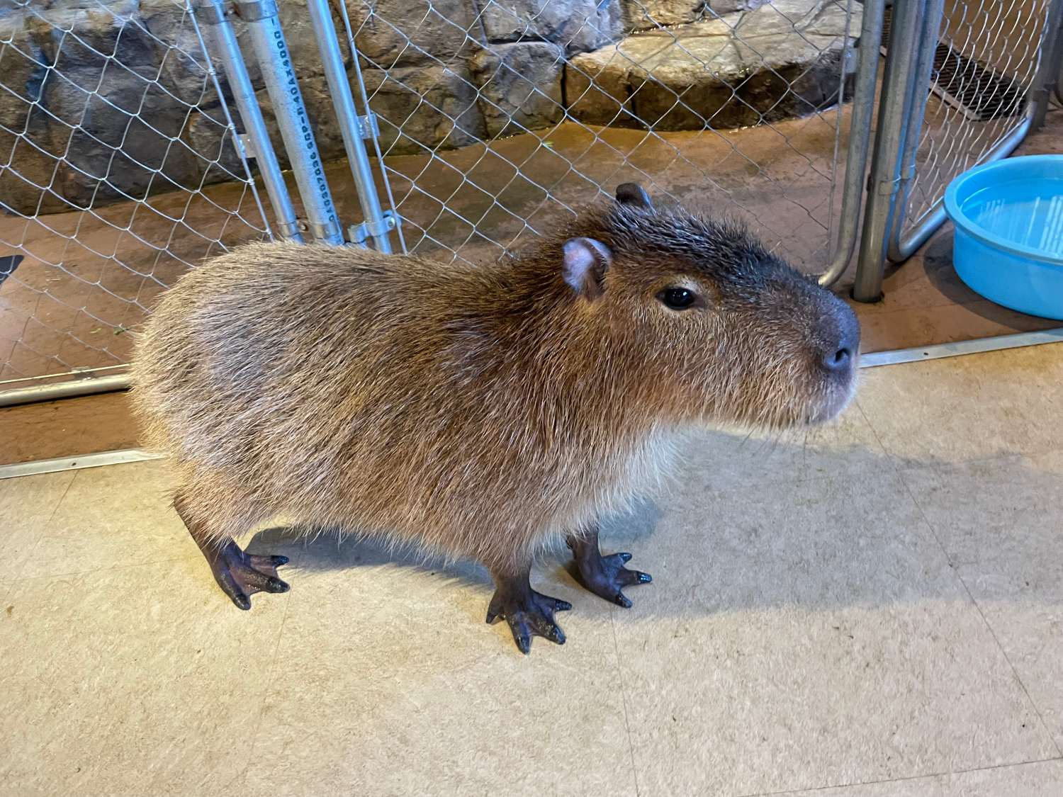 カピバラ