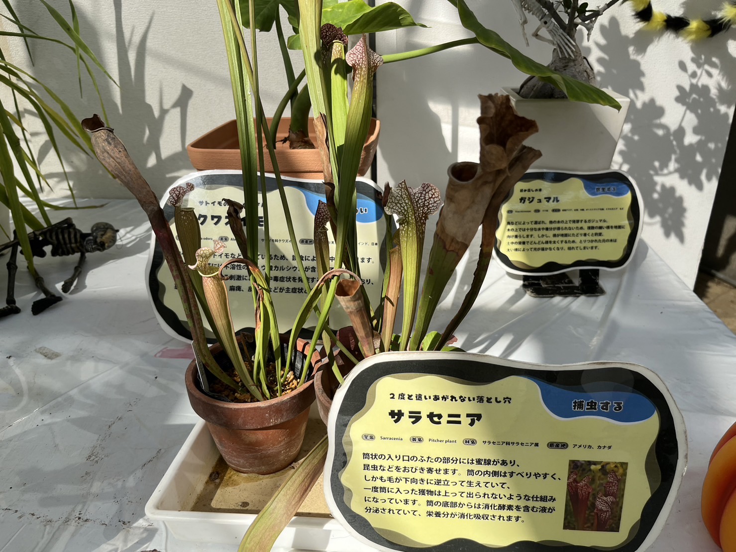 グリーンハウス内の展示②