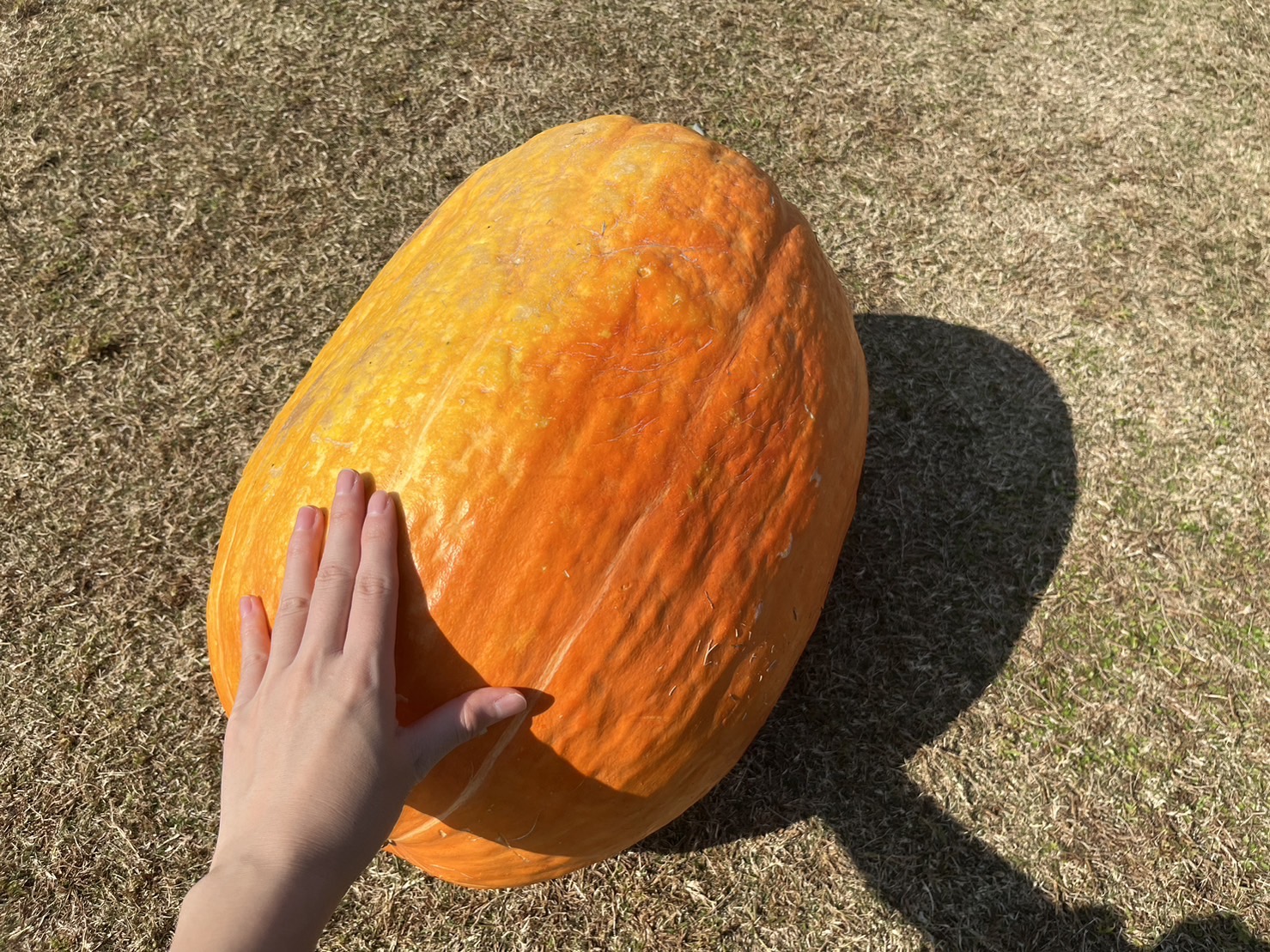 おばけかぼちゃ②