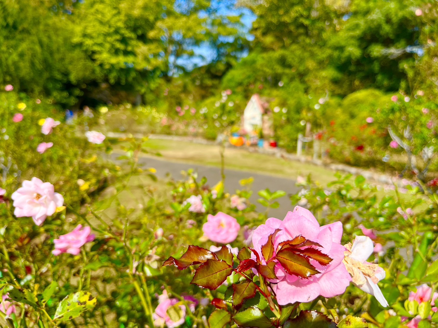 大船フラワーセンターのバラ園