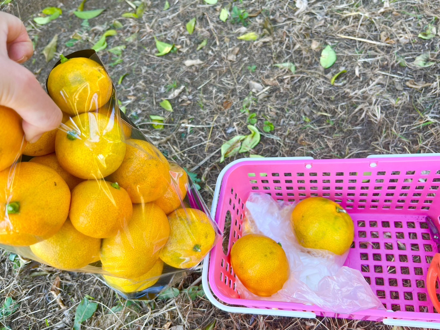持ち帰り用みかん①