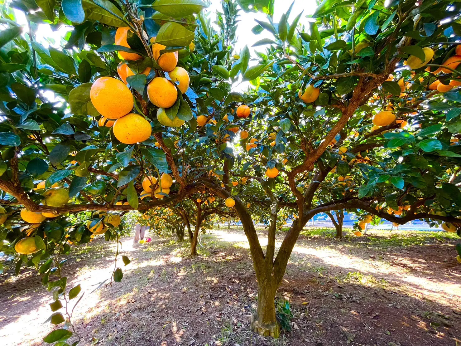 大船・戸塚エリアで果物狩り！「芝口果樹園」で季節の果物を堪能しよう