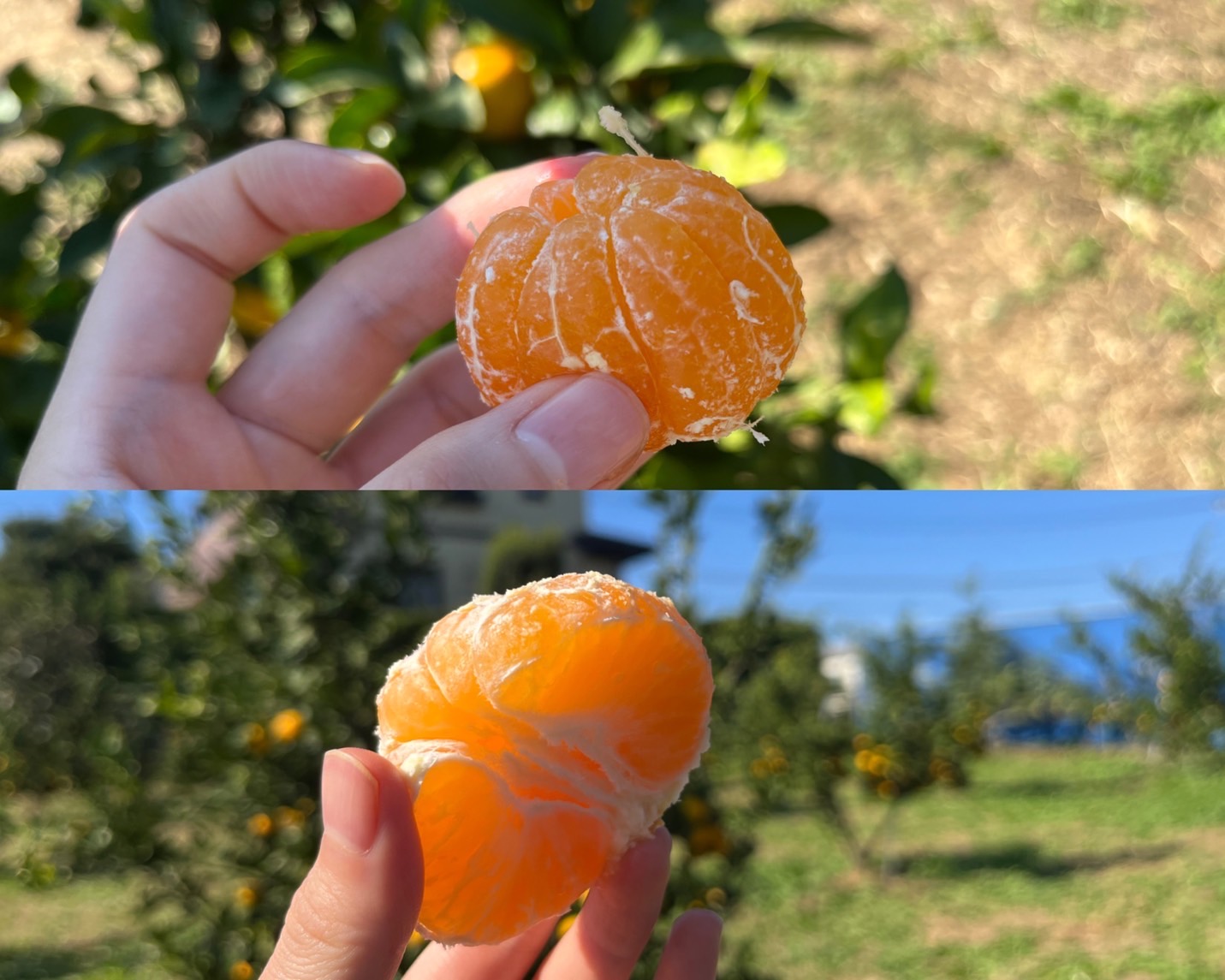 剥いたみかん