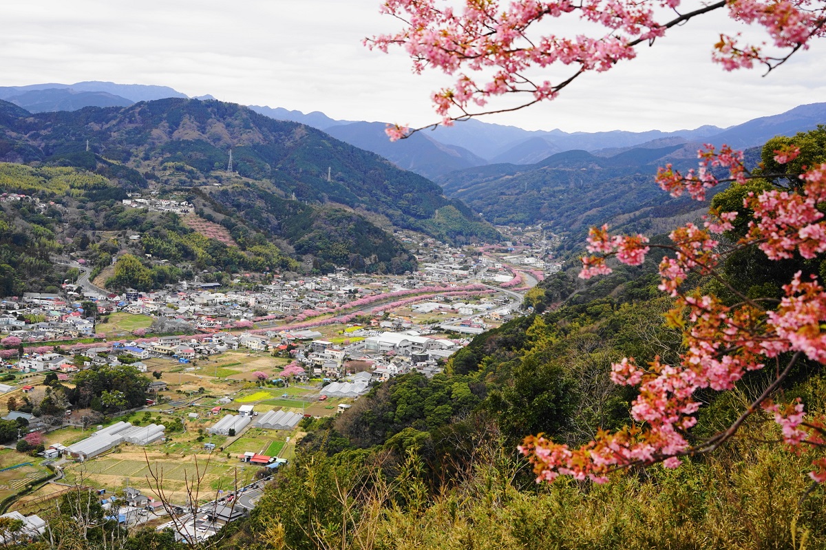 伊豆河津桜まつりを訪れるバスツアー