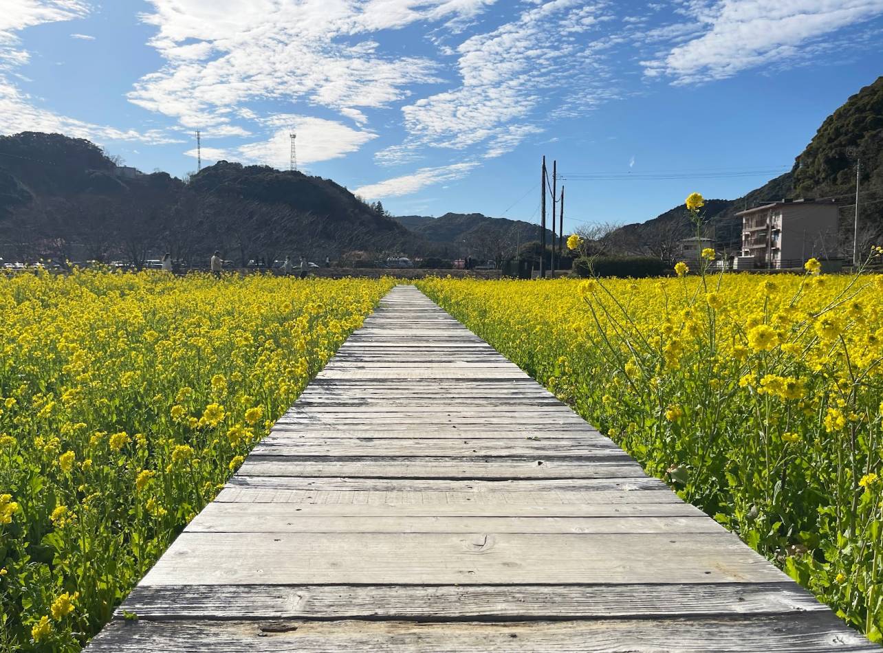 日野・菜の花畑のボードウォーク