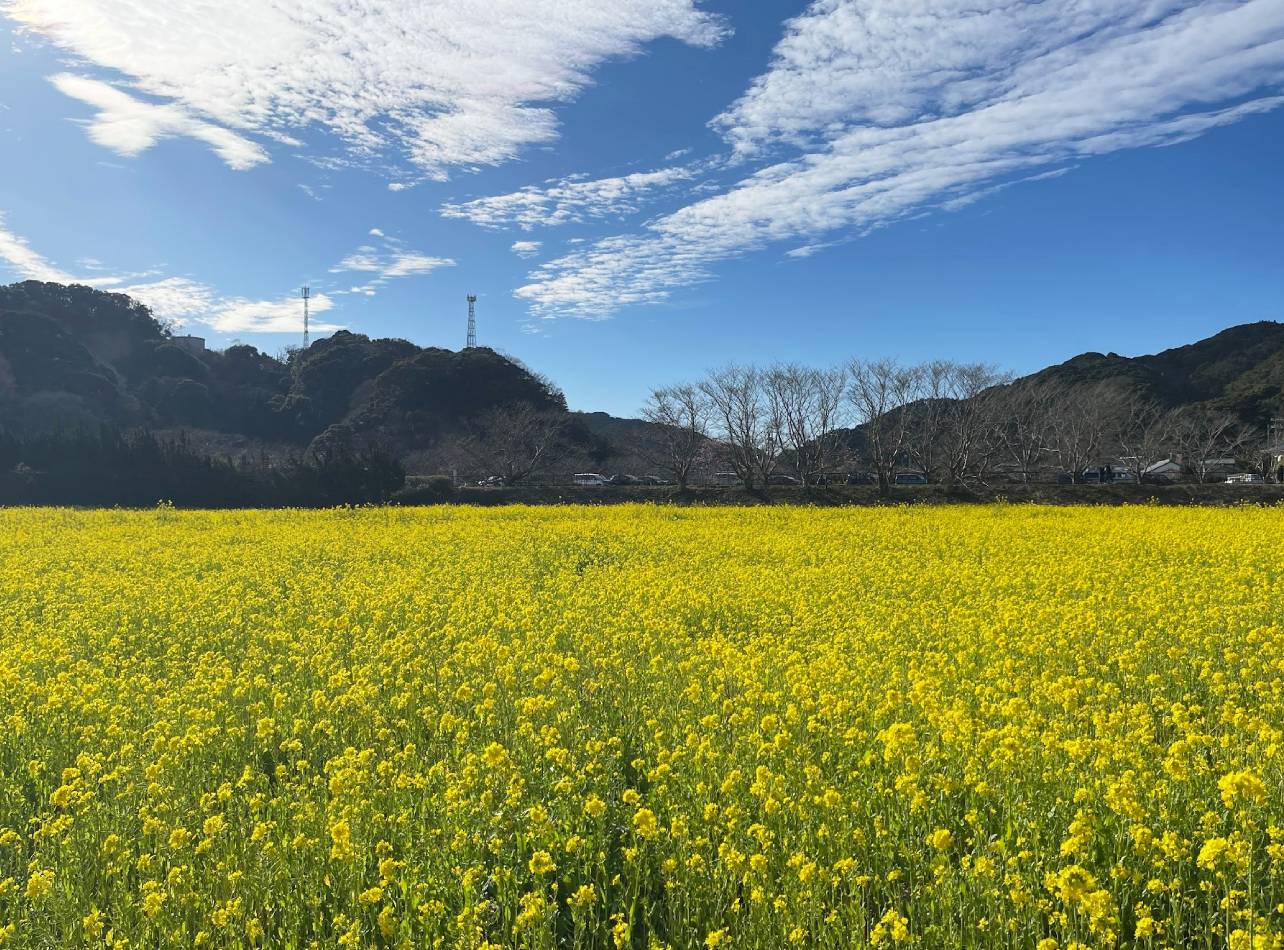 日野・菜の花畑