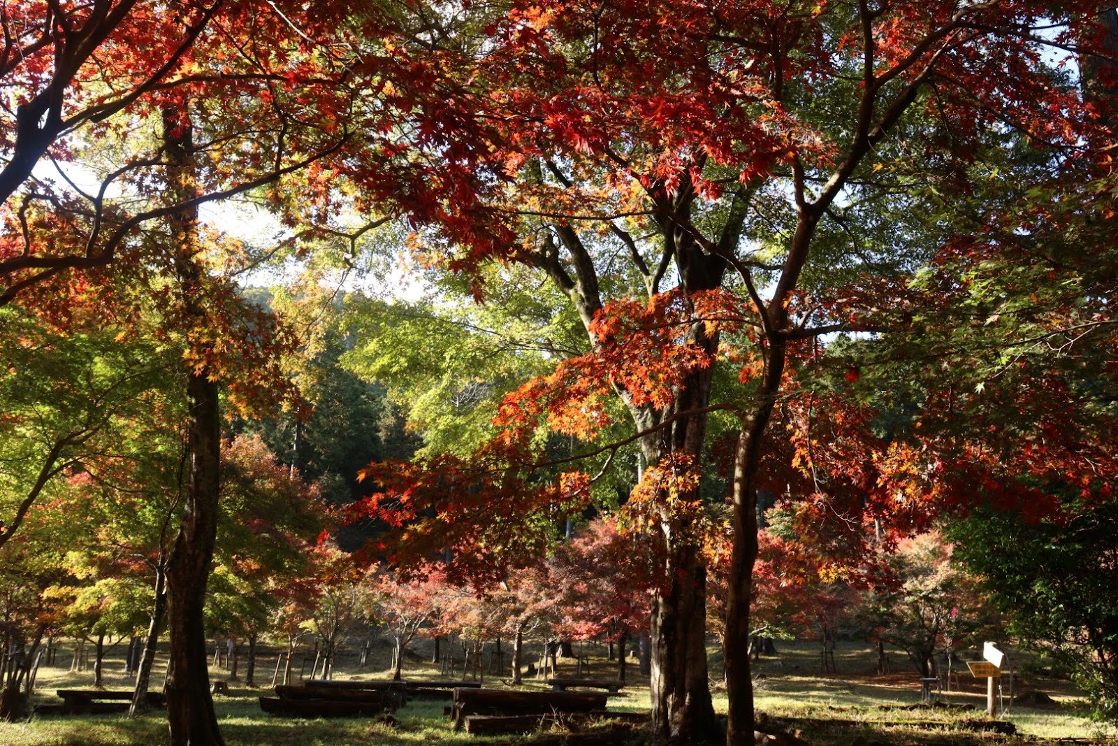 池峯もみじの郷