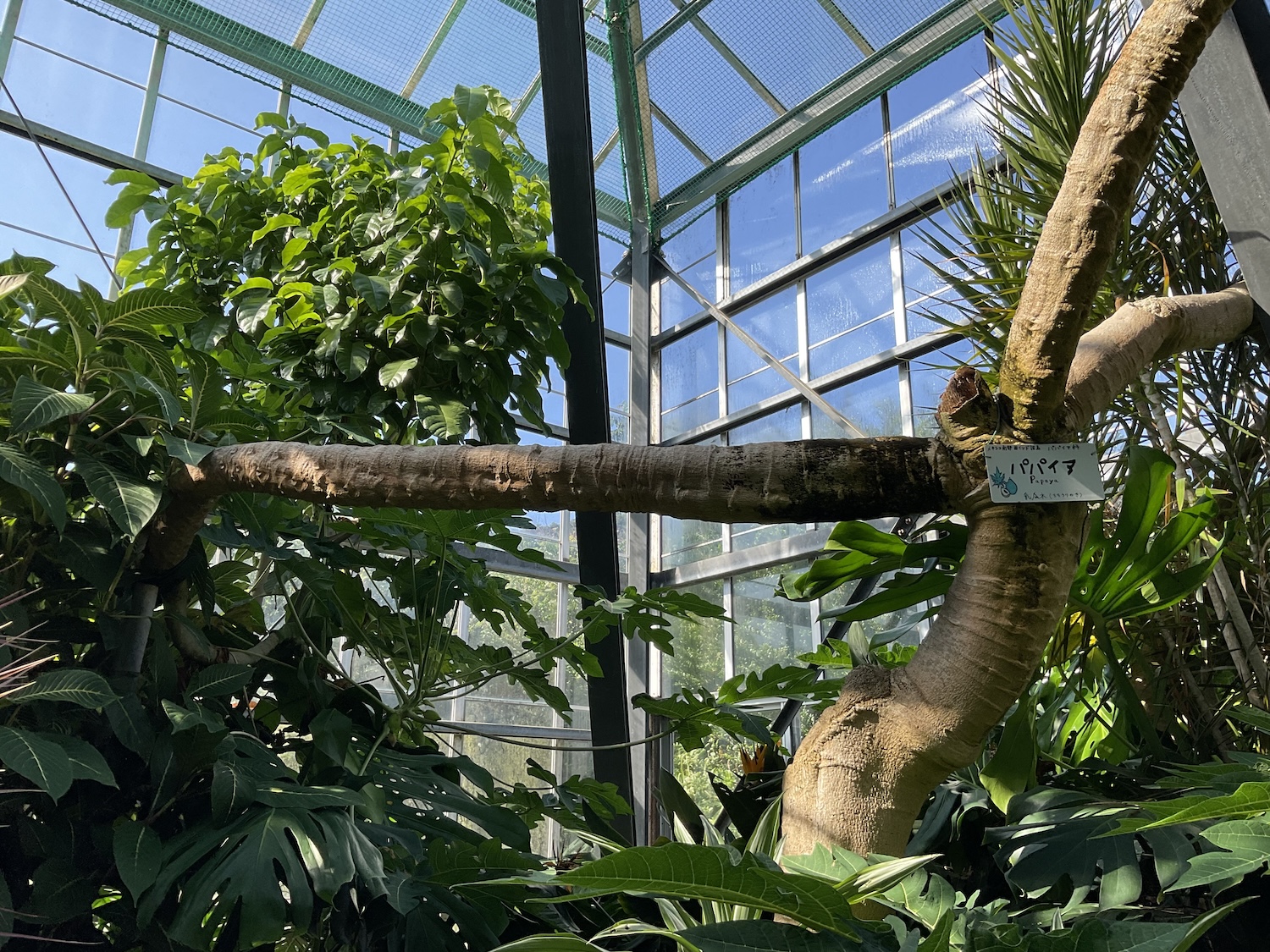 爪木崎　植物園温室　パパイア