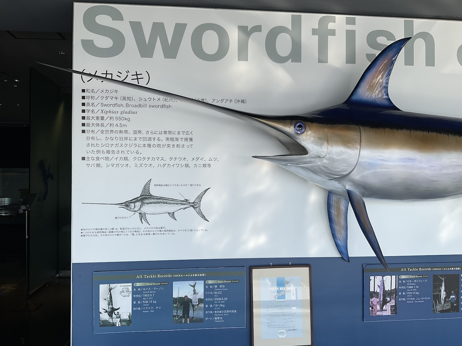 開国しもだ　カジキミュージアム