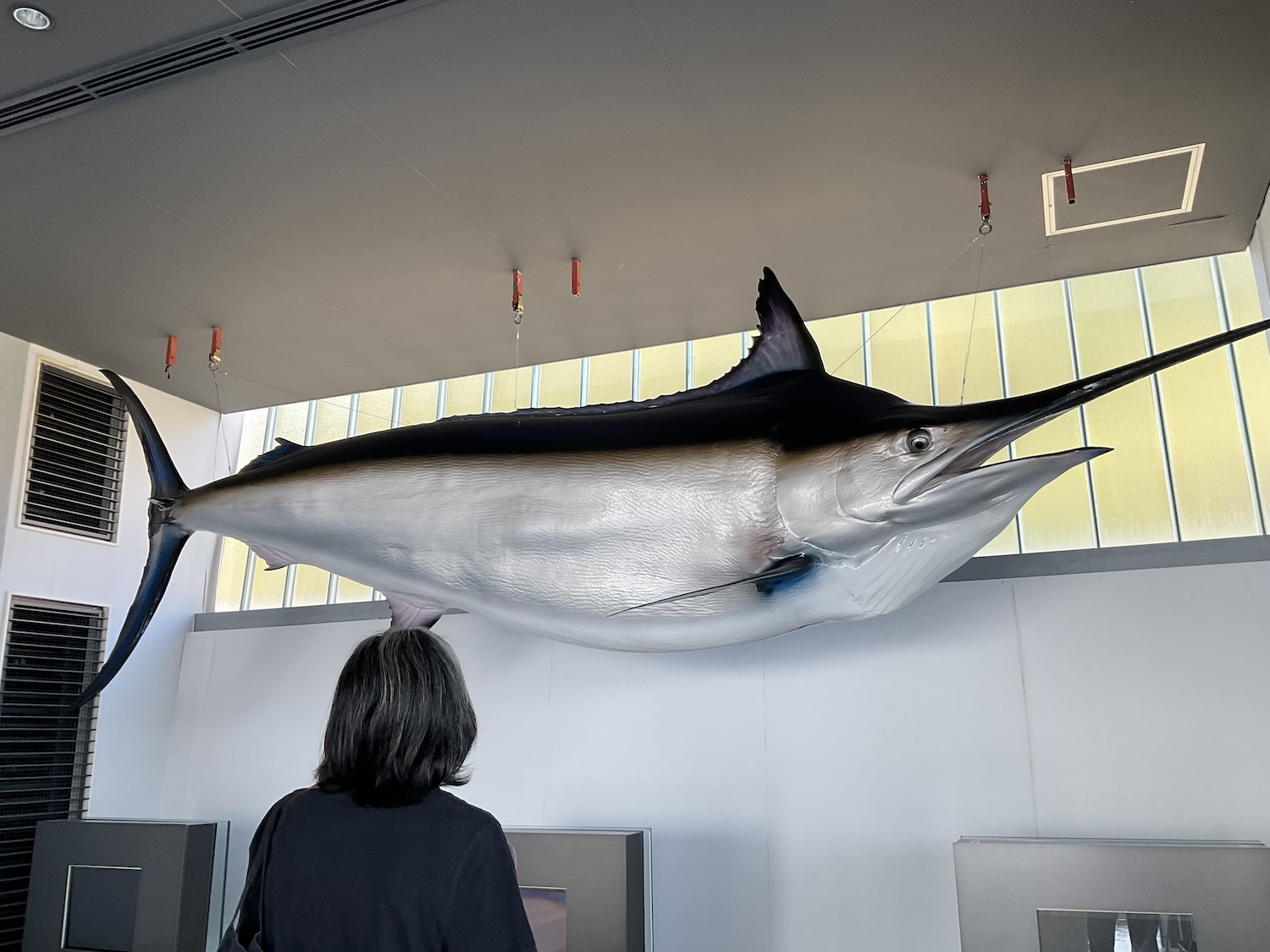 開国しもだ　マグロレプリカ