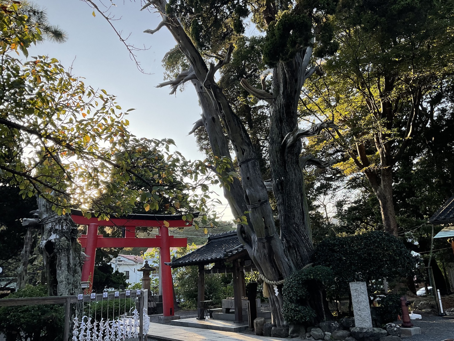白浜神社　御神木
