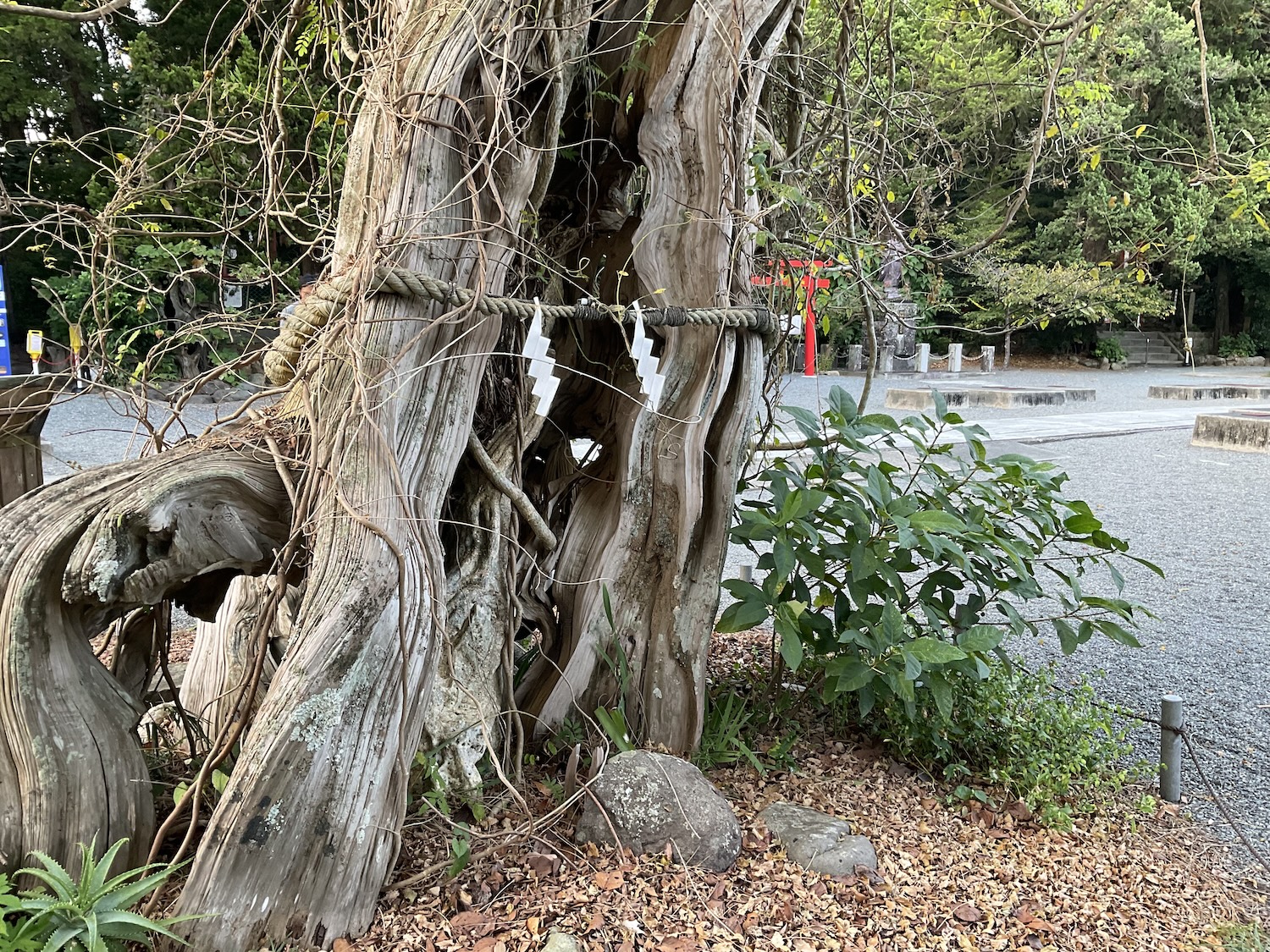 白浜神社　白龍のビャクシン