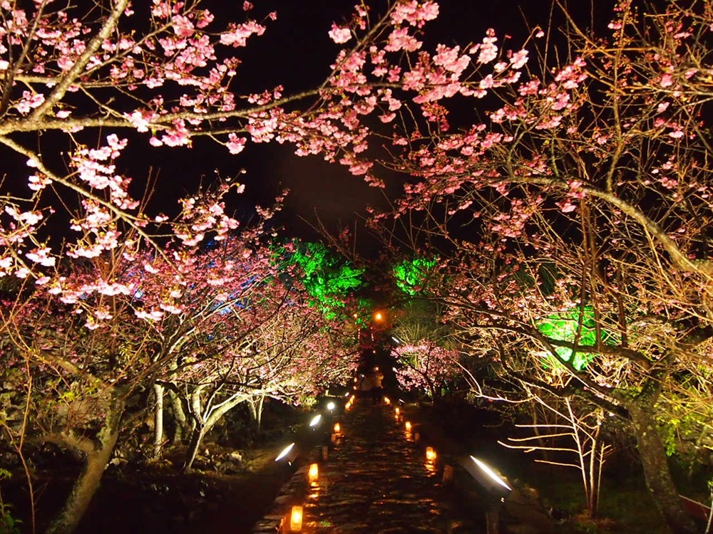 今帰仁グスク桜祭りの写真