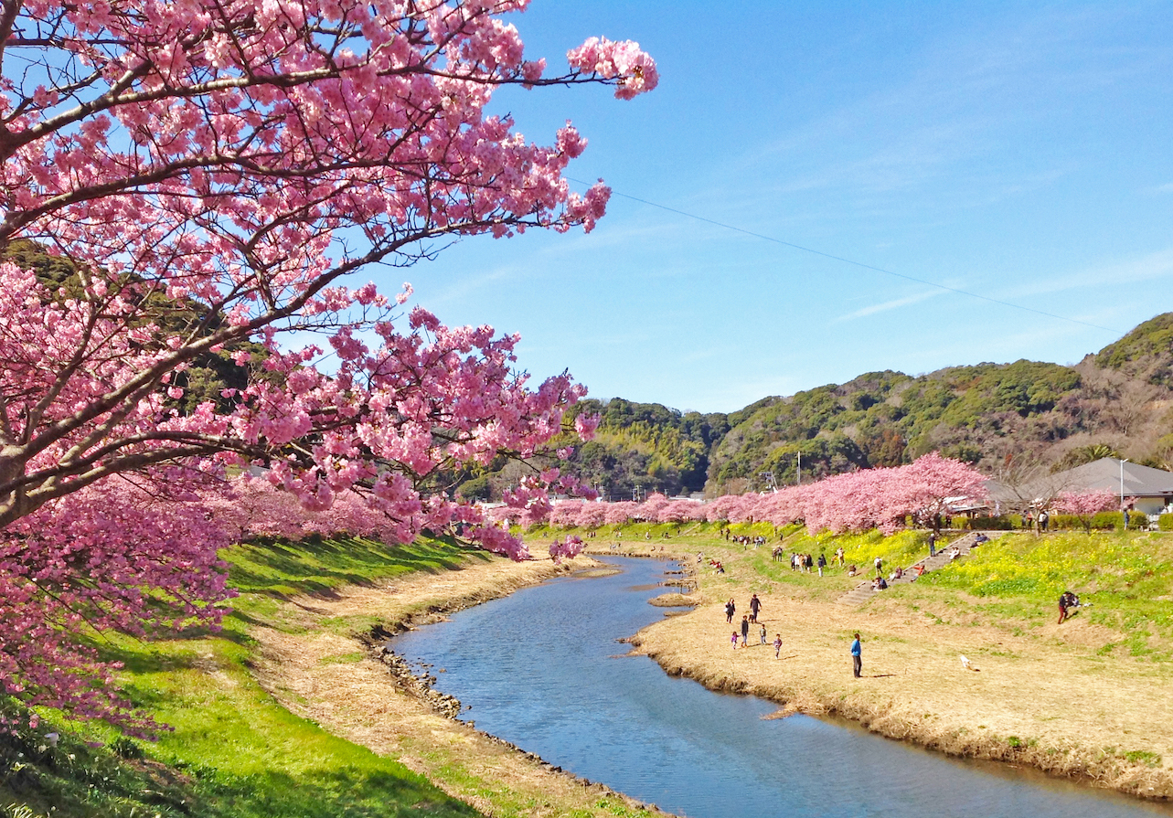 みなみの桜と菜の花まつり