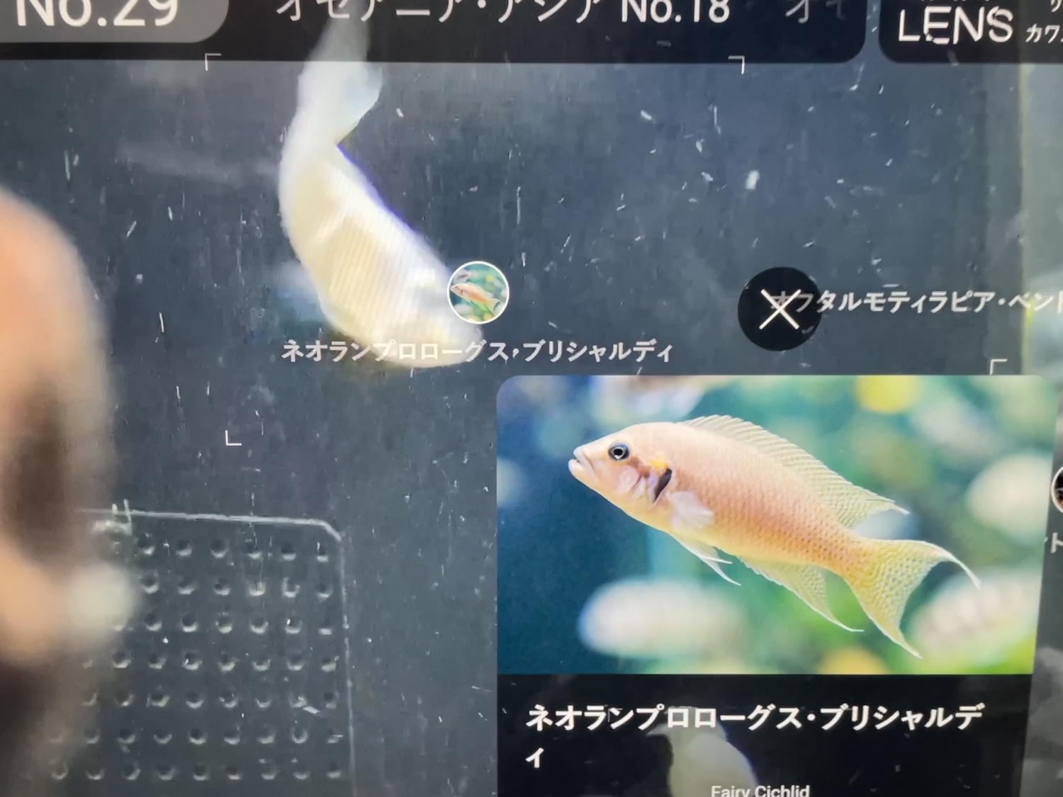 水中カメラ