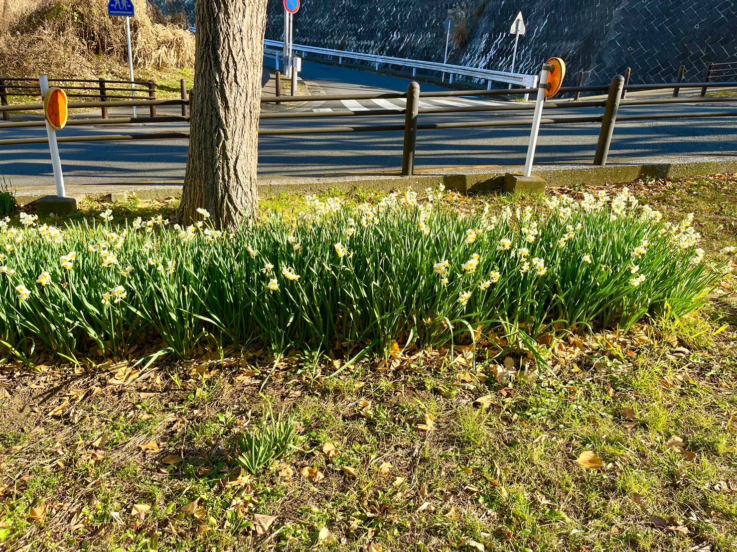 スイセンの花
