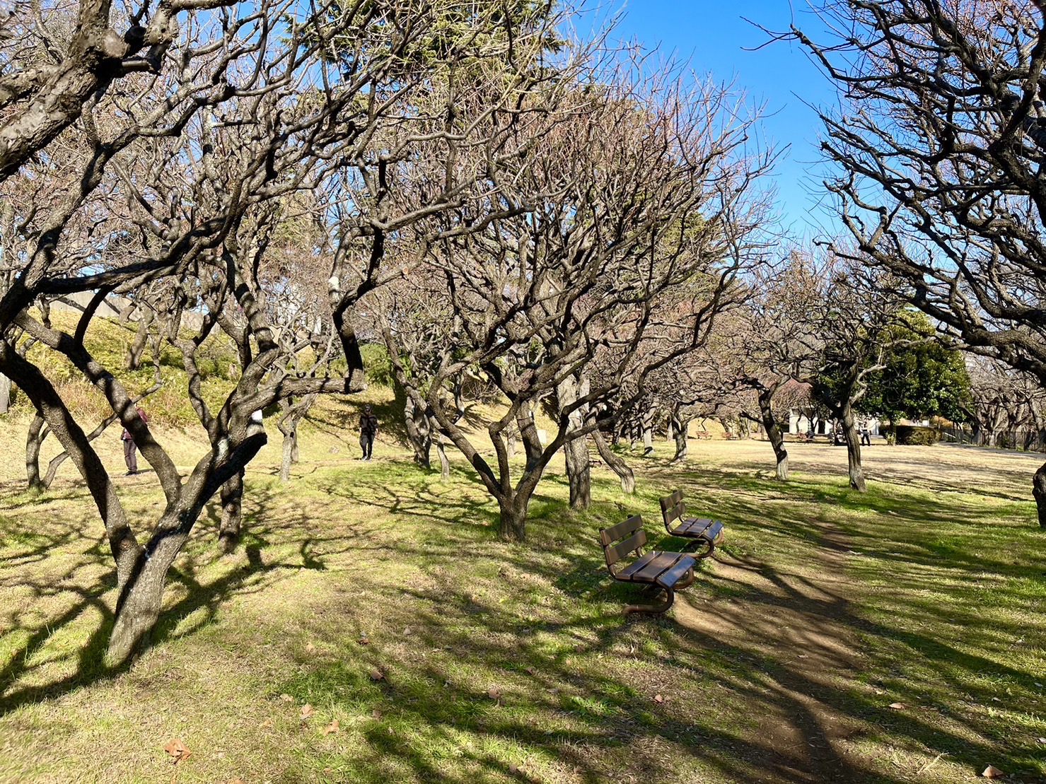 梅園