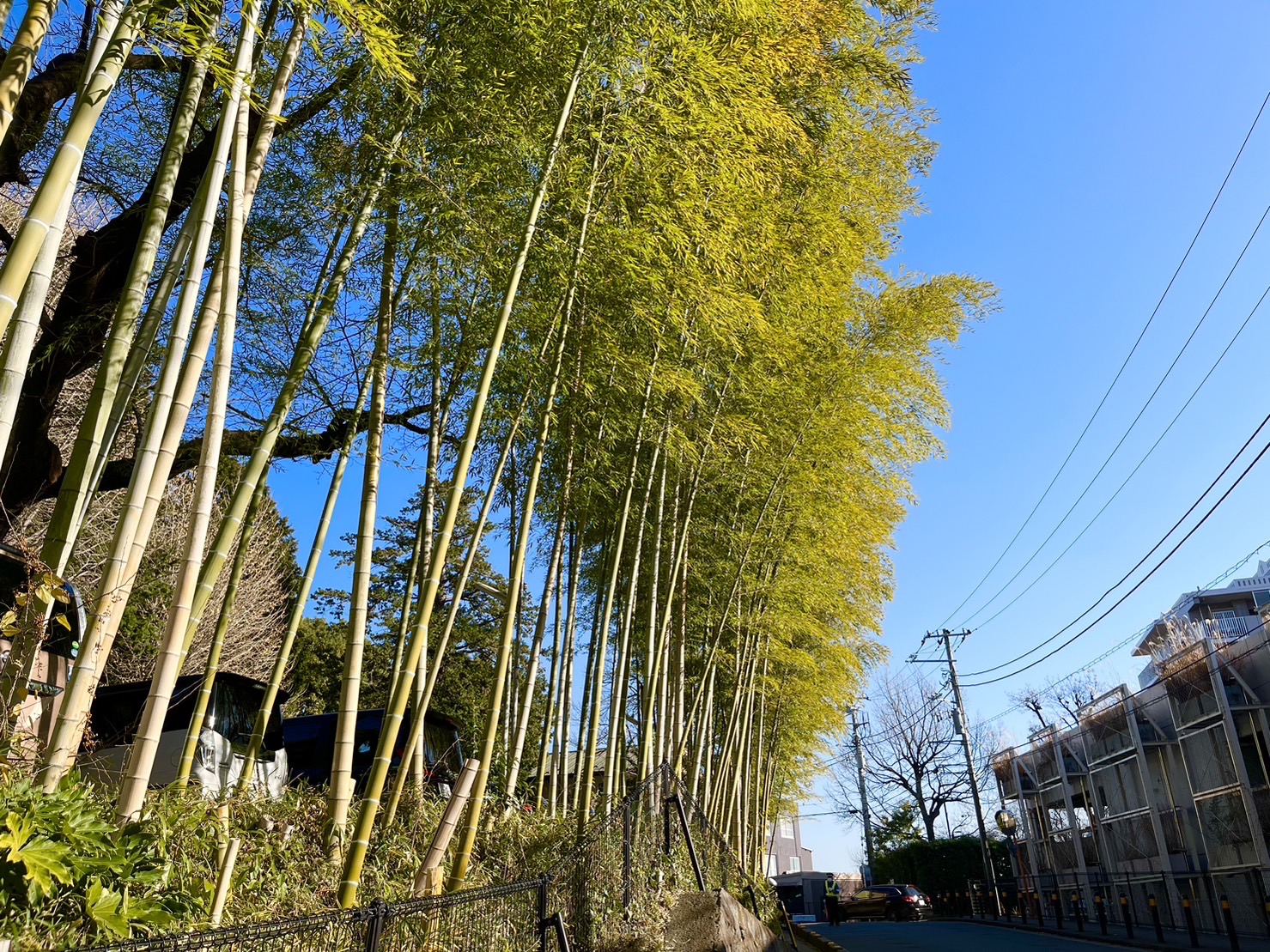 星川杉山神社までの道