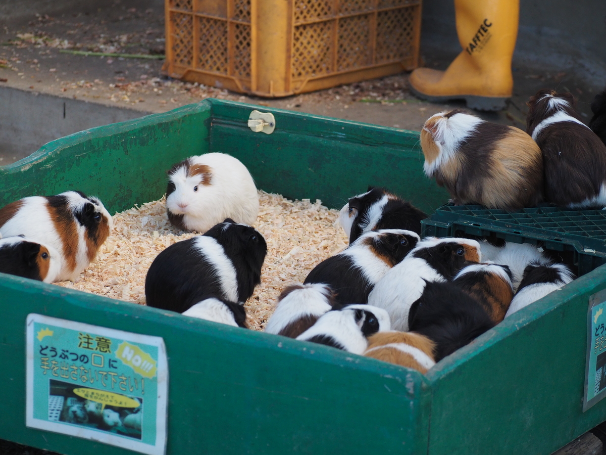 宇都宮動物園7