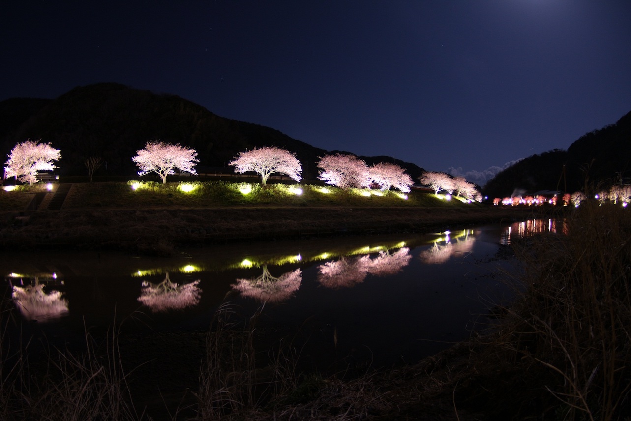 みなみの桜と菜の花まつりライトアップ