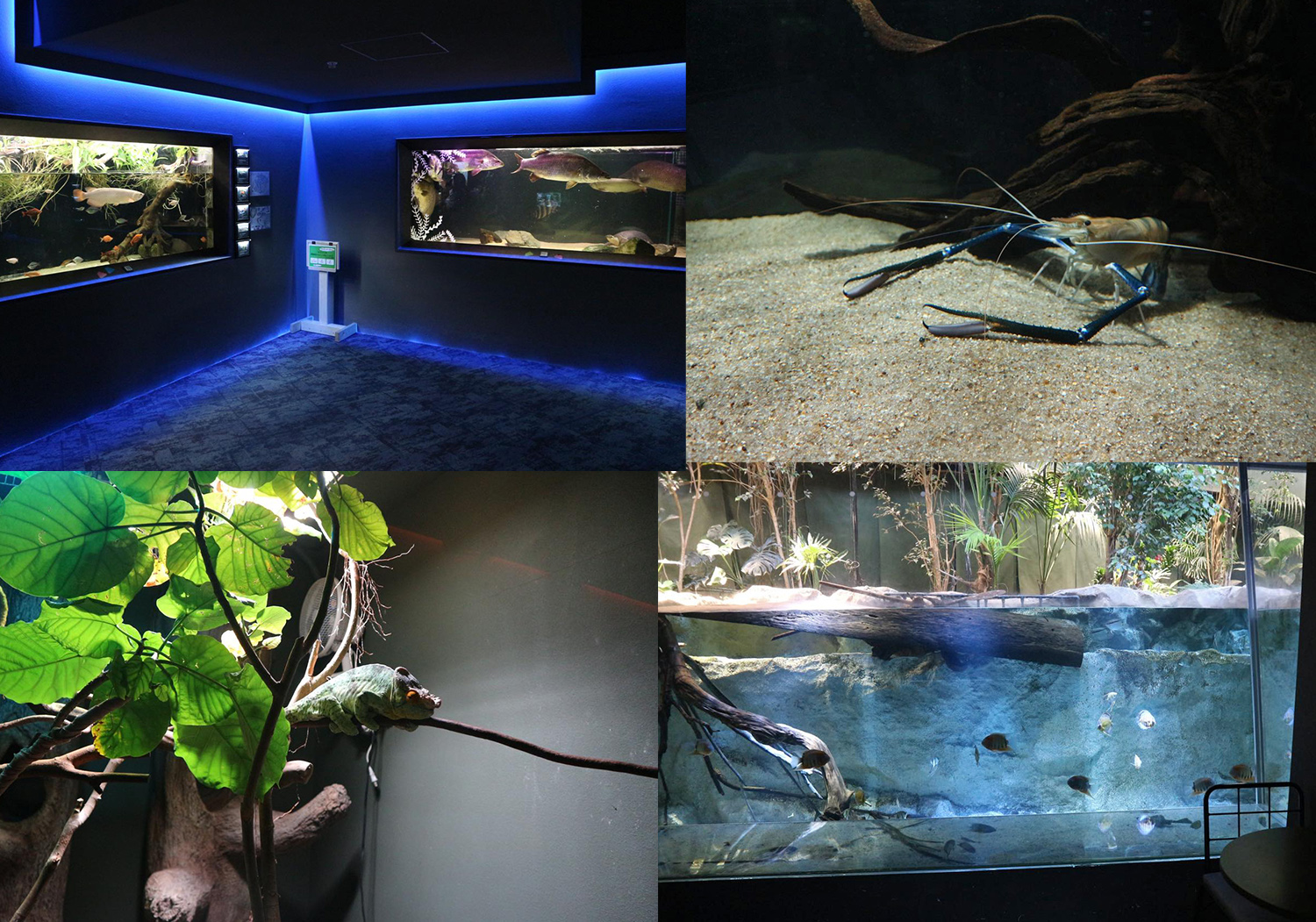 生き物展示