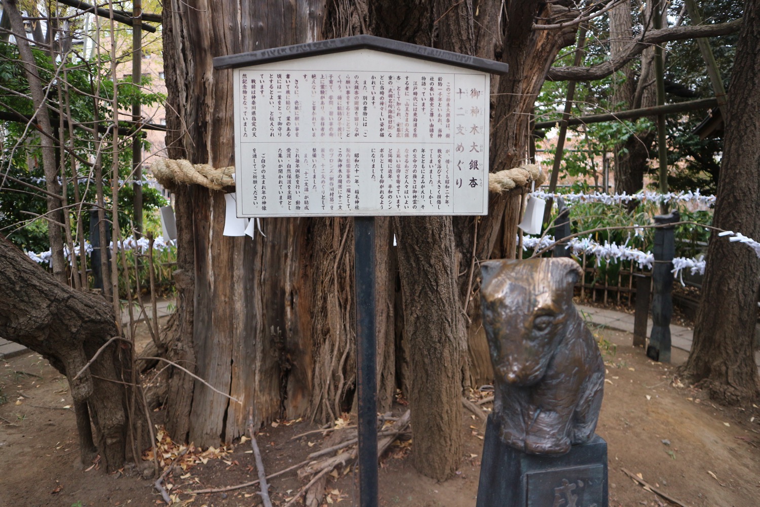 大銀杏