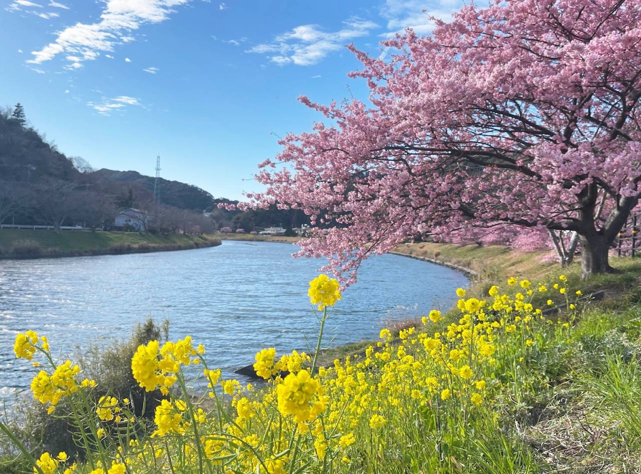 みなみの桜と菜の花まつり